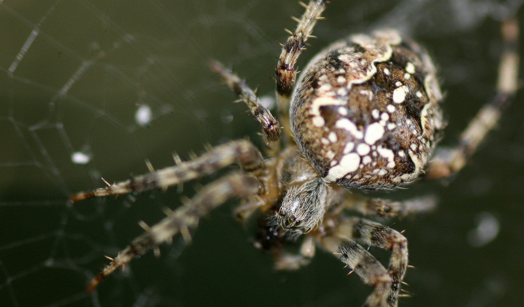 Паук на своей паутине