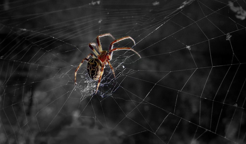 Паук ждет свою добычу