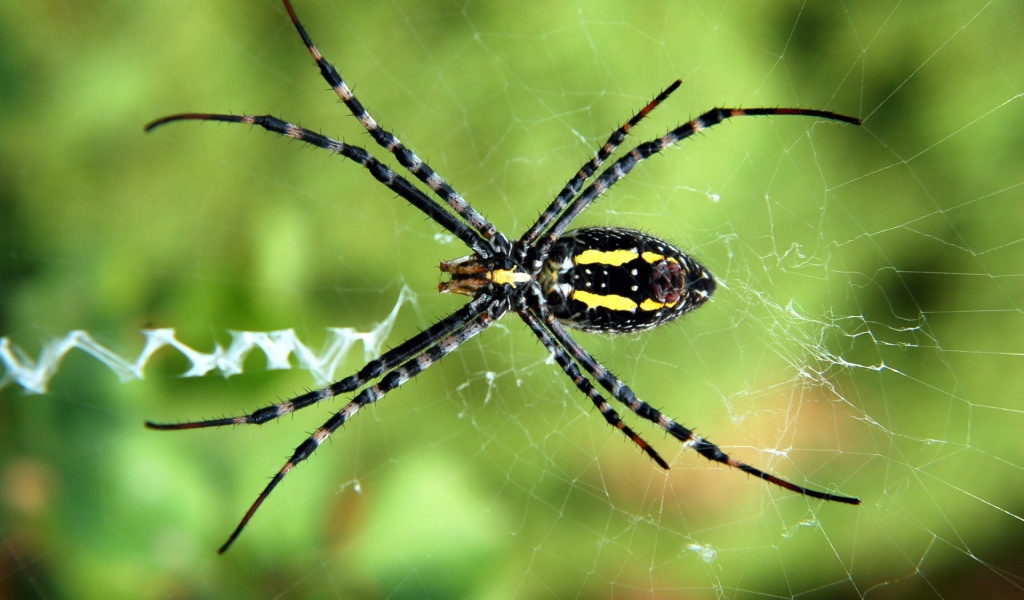 Паук с длинными лапками