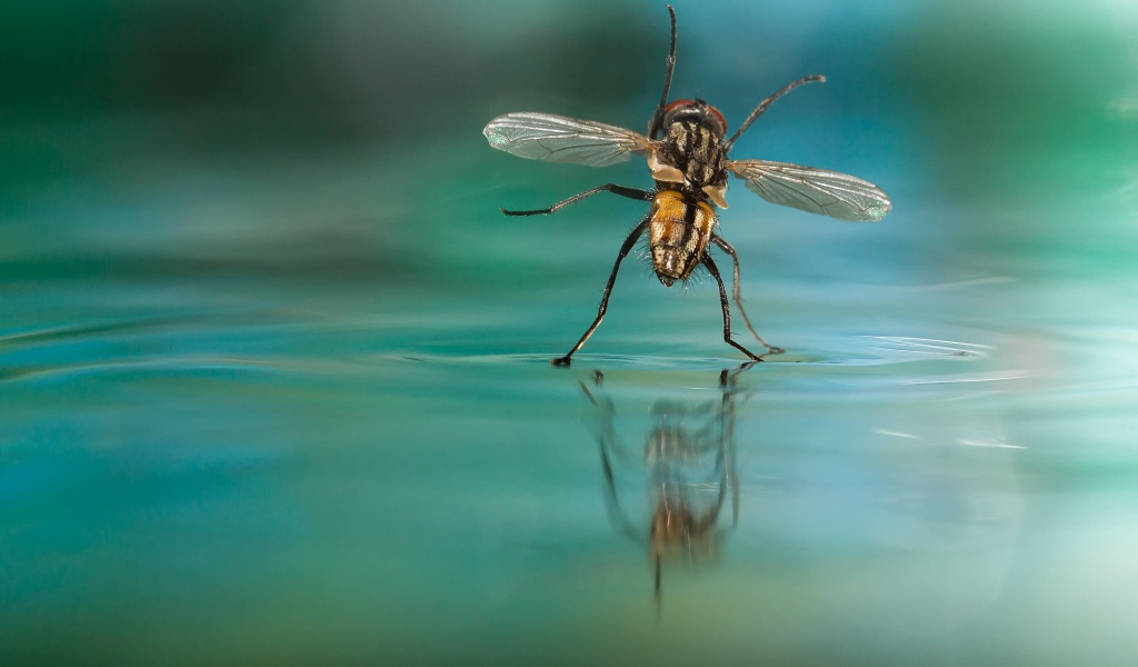 Муха на воде