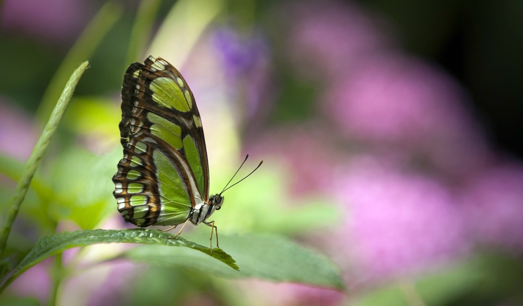 Зеленая бабочка на травинке