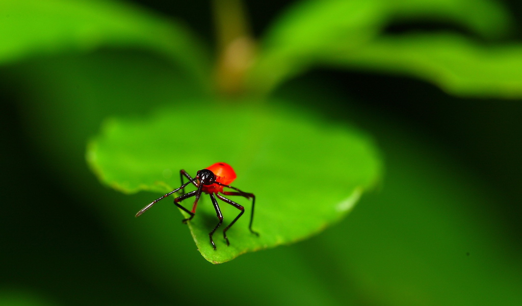 Букашка на листке