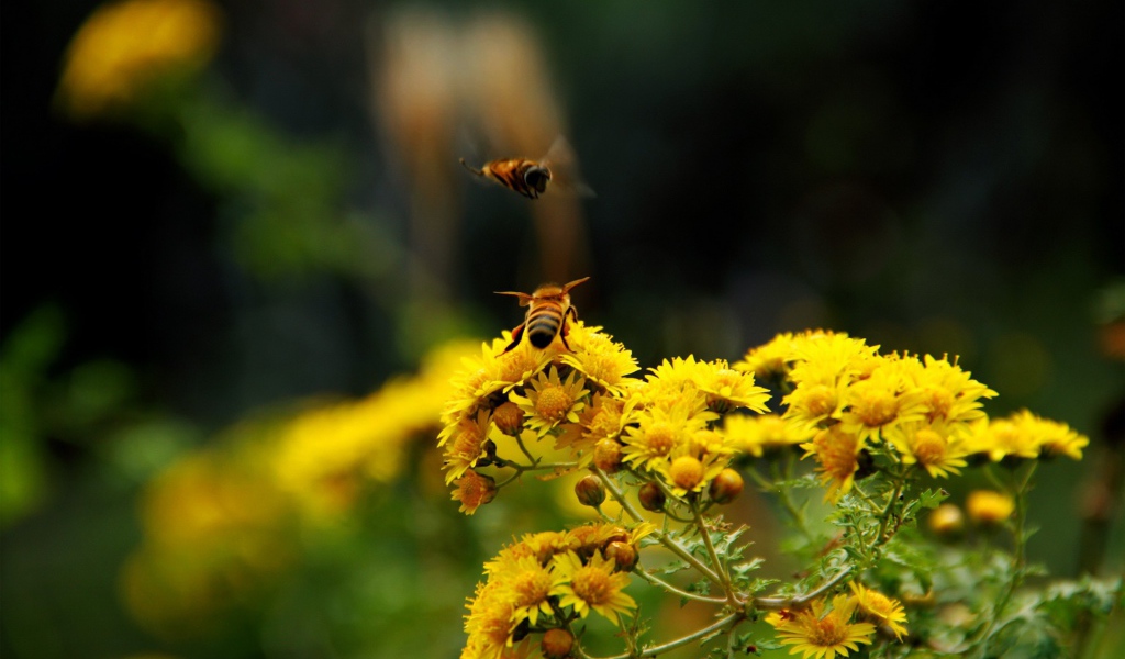 Две пчелы на кисточке желтого цветка