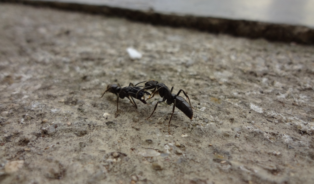 Два черных муравья на земле