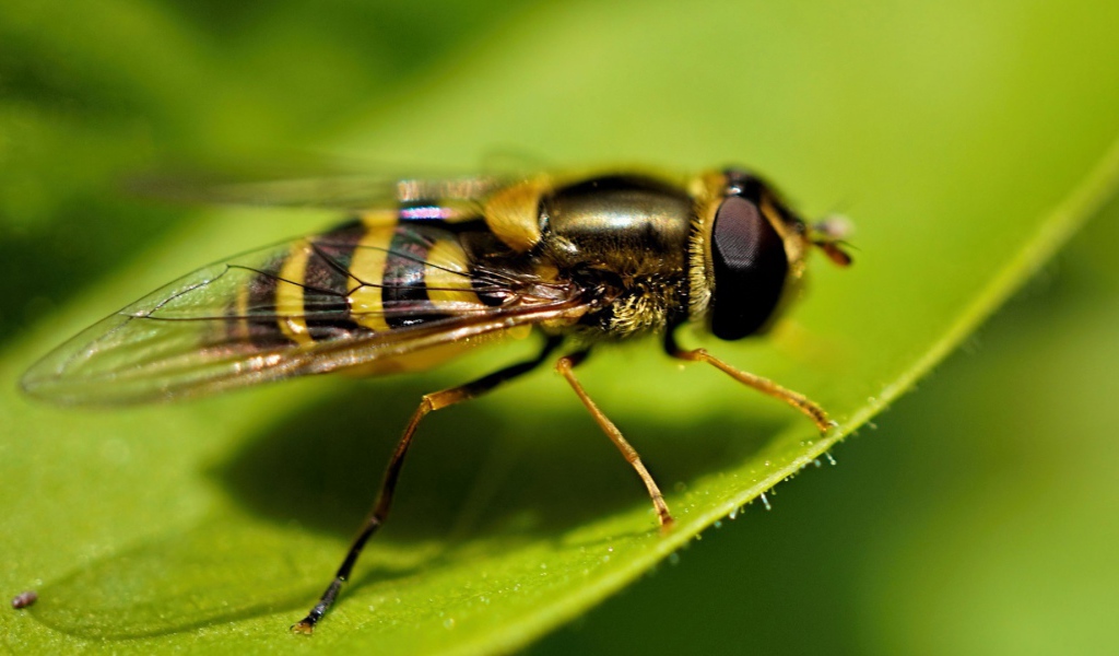 Оса на листе крупным планом