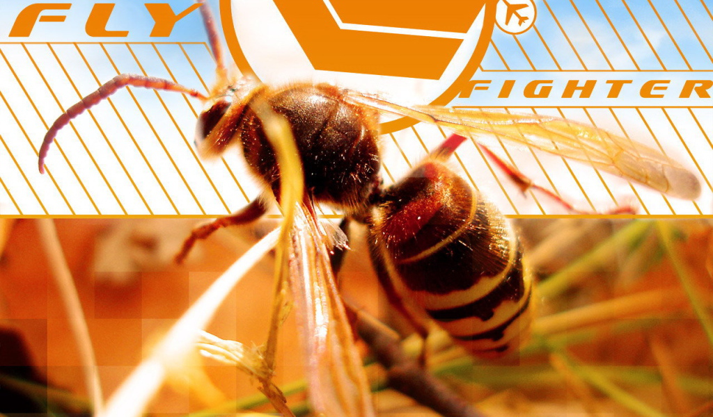 Осиная талия