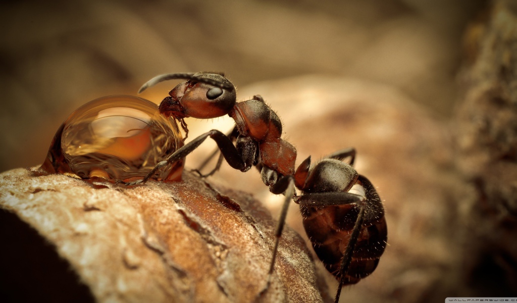 Муравей на водопое