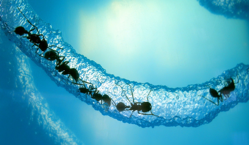 Муравьи в льдине