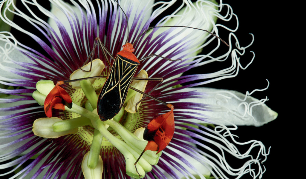 Красивый жук на цветке