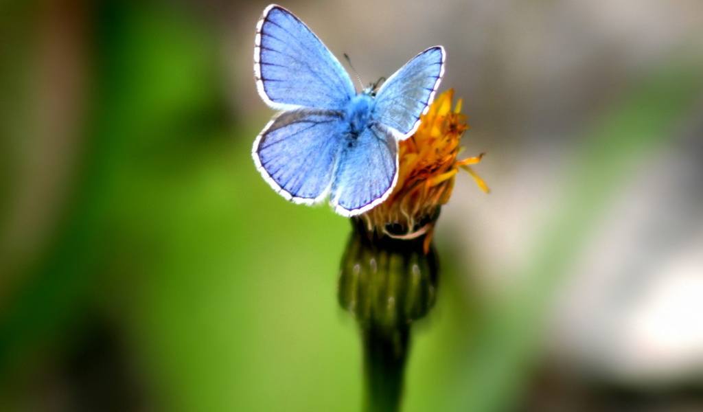 Голубая бабочка на цветке