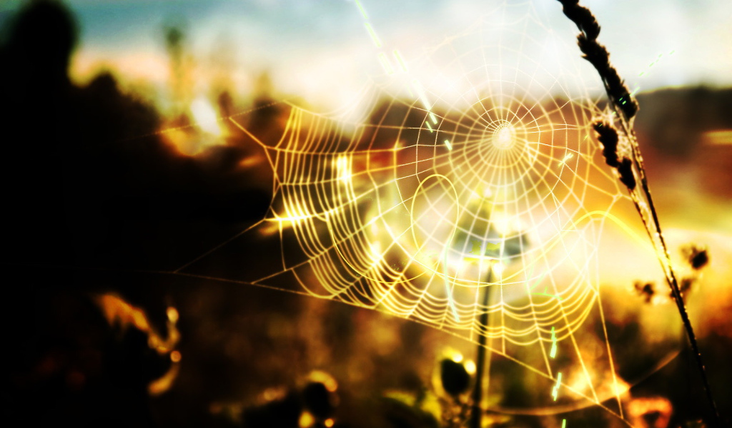 Паутина в солнечных лучах