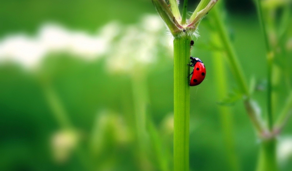 Божья коровка на стебле растения