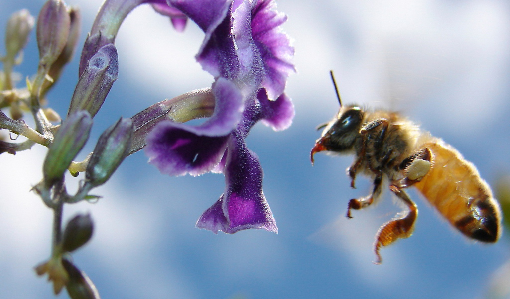 Пчела подлетела к цветку