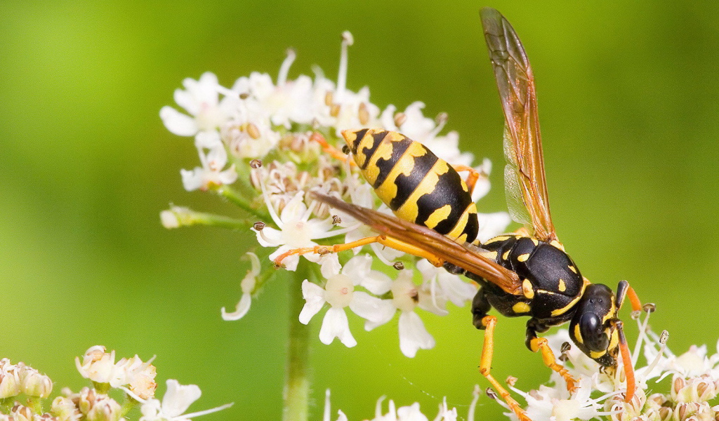 Оса на белом цветке