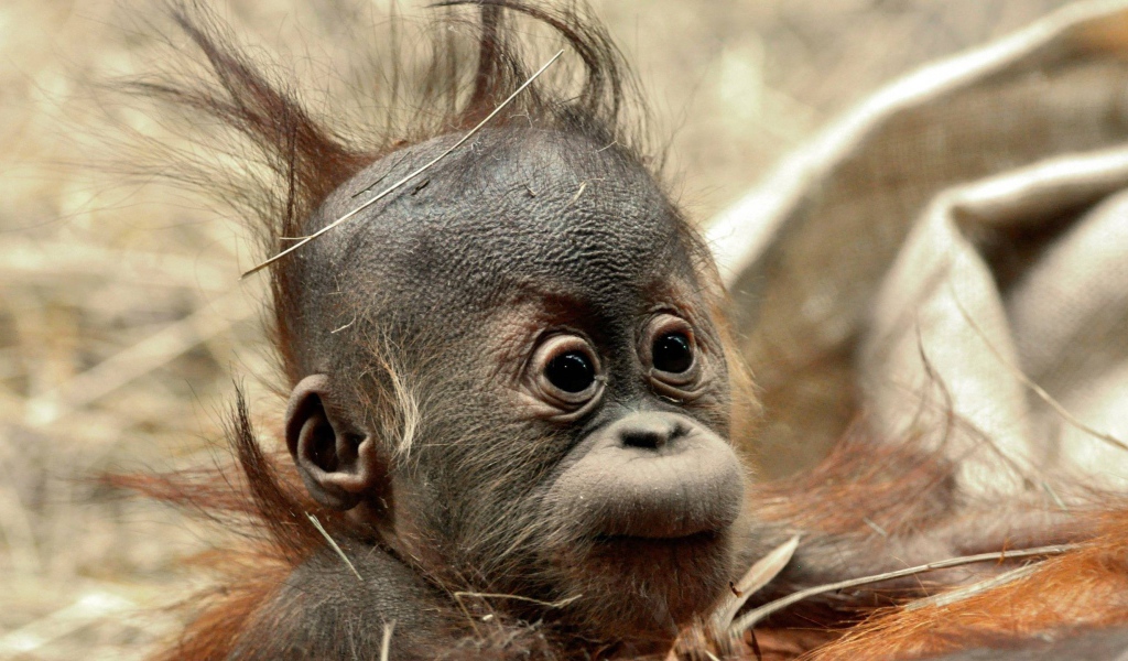 Детеныш обезьяны шимпанзе