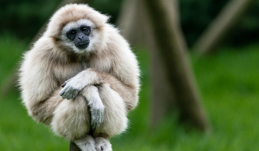Милый белый гиббон