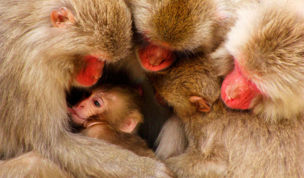 Дружная семья обезьян