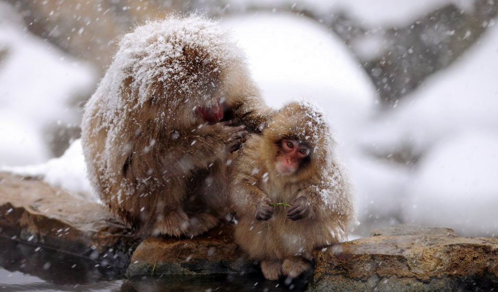 Японские макаки на снегу