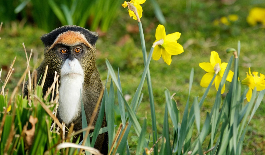 Обезьяна среди цветов