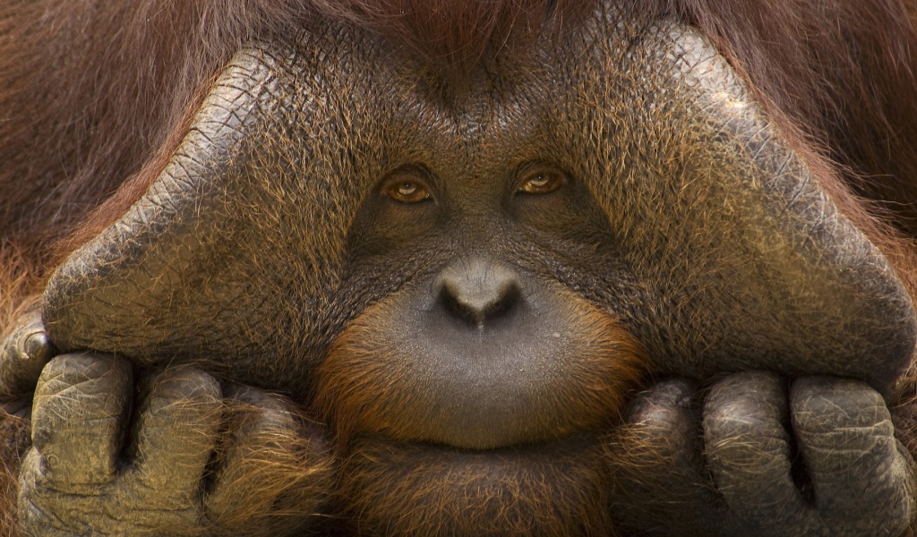 Грустное лицо орангутанга