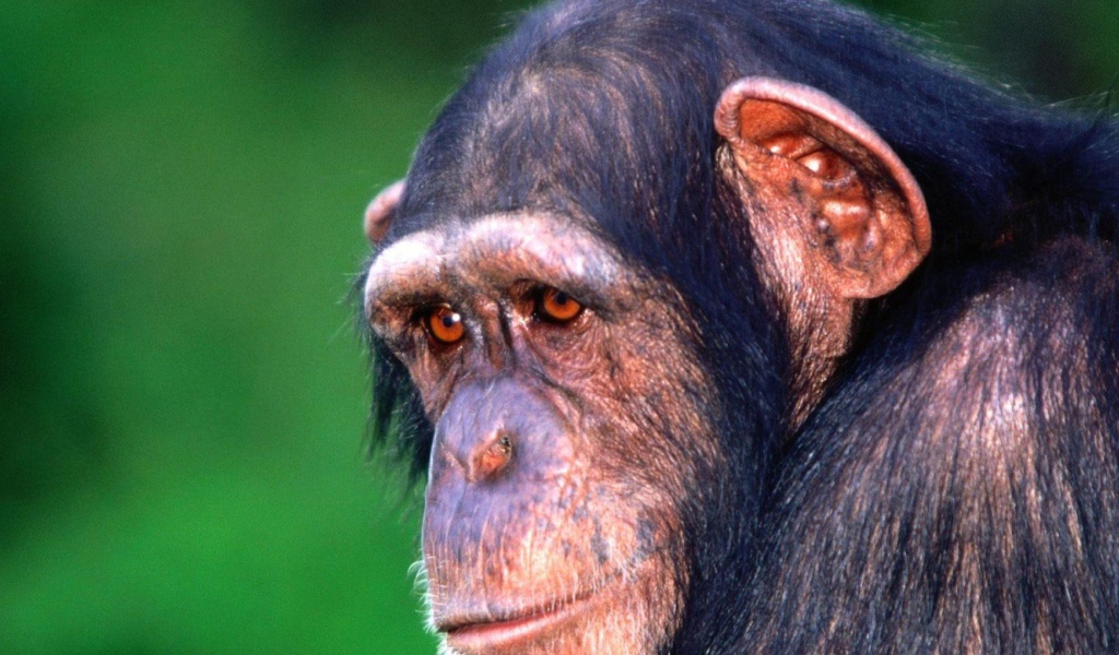 Грустная обезьяна шимпанзе