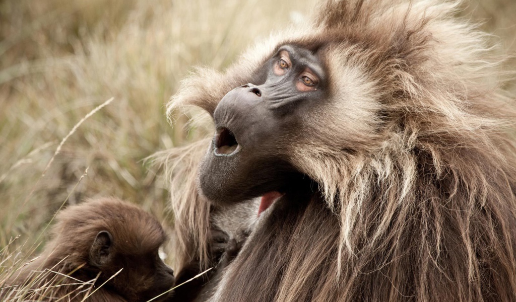 Соло для обезьяны