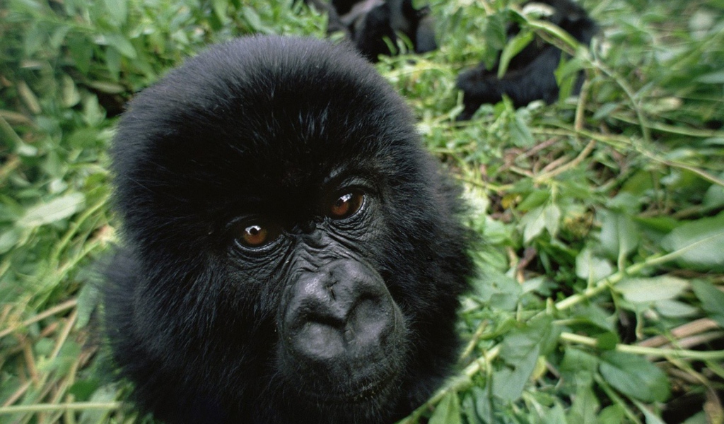 Черная обезьяна среди зарослей