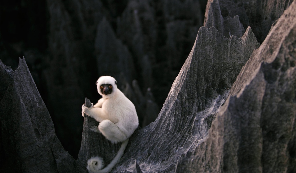 Белая обезьяна на скалах на Мадагаскаре