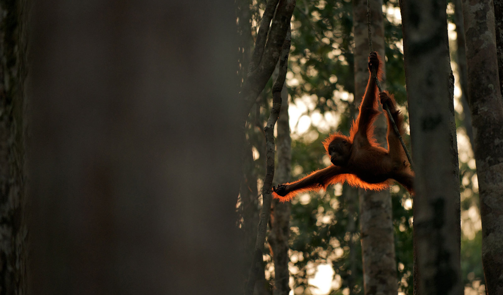 Обезьяна акробат