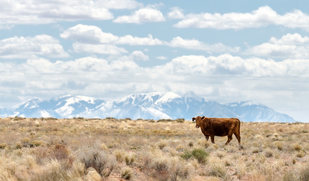 Коричневая корова на горном пастбище