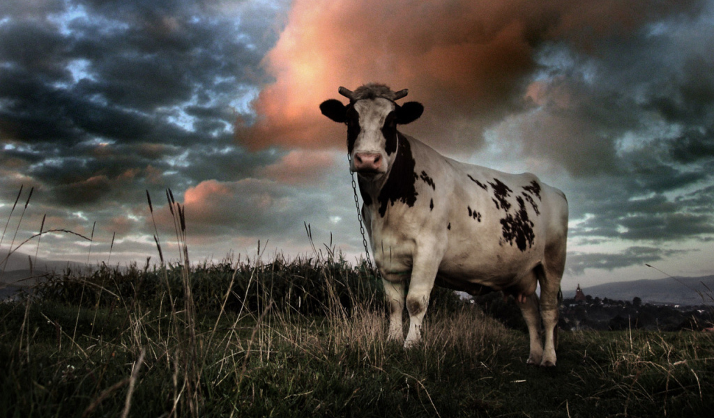 Корова на цепи