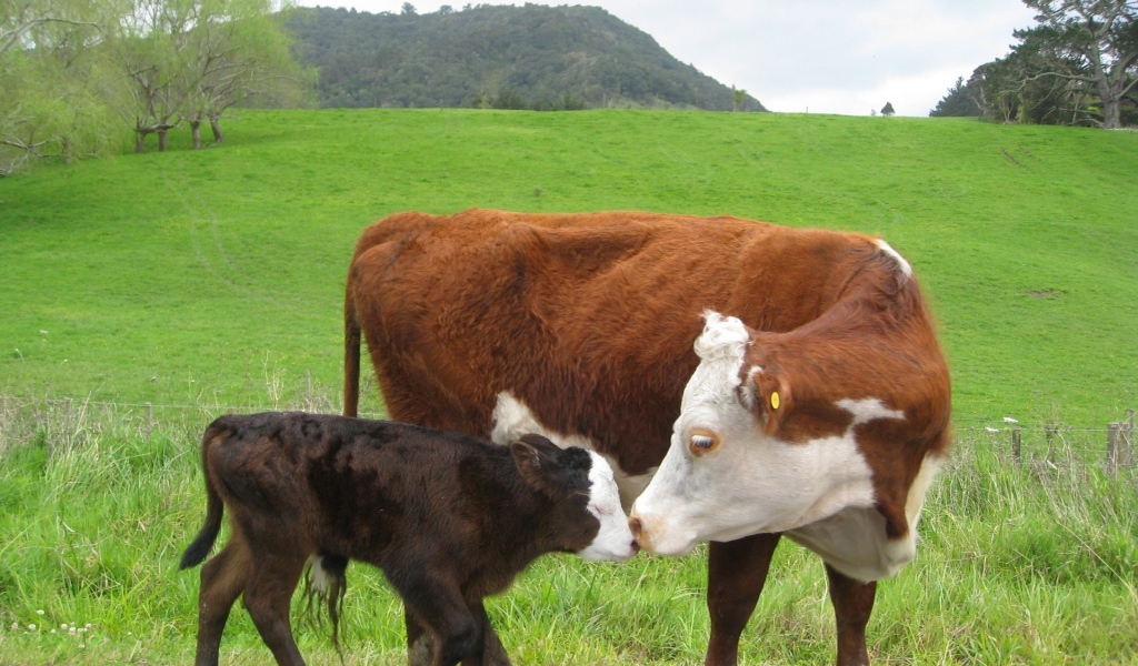 Корова с черным теленком