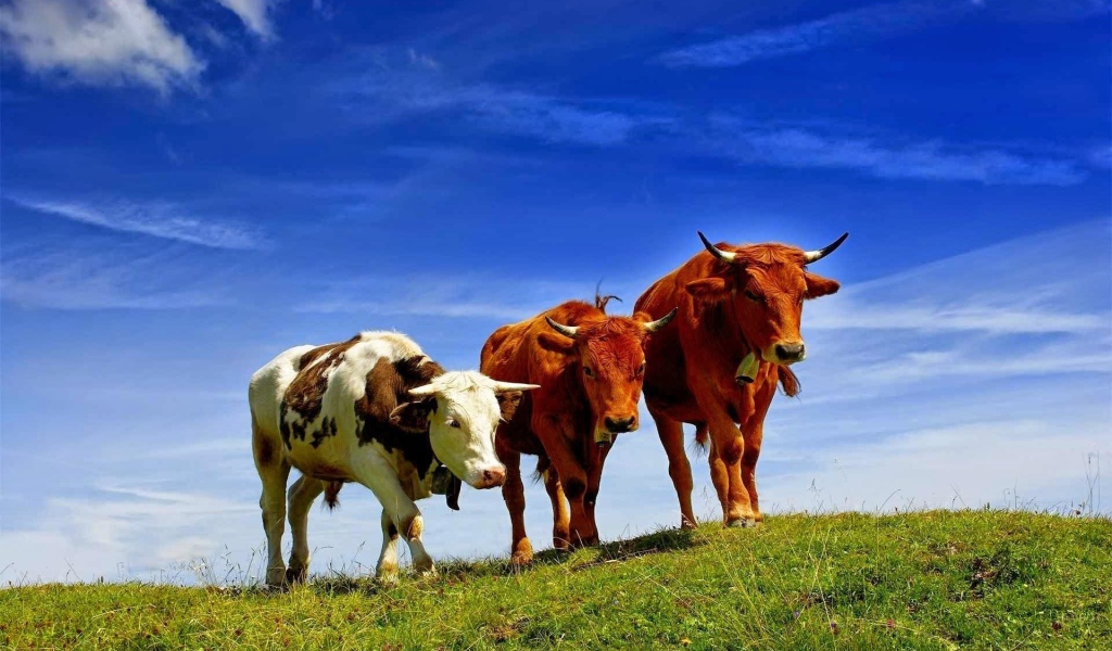 Коровы разных пород на поле