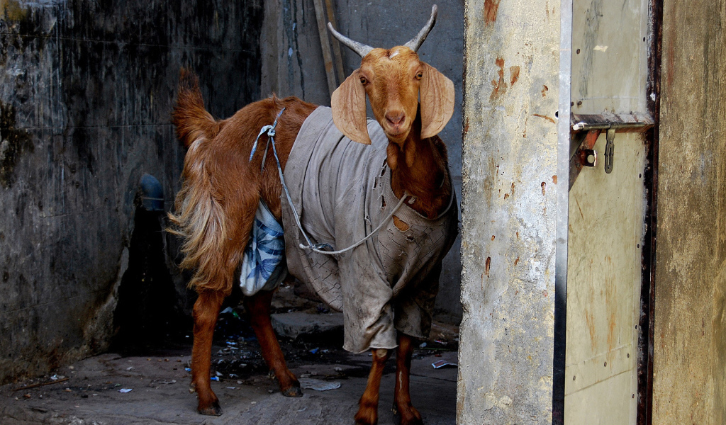 Козел в одежде