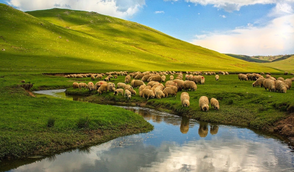 Овцы на пастбище у реки