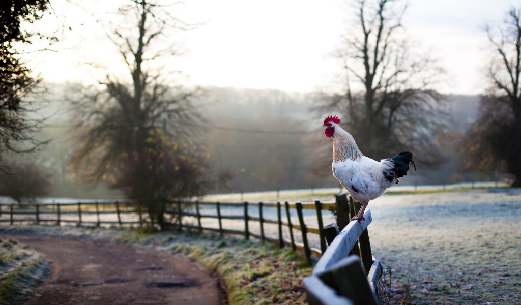 Белый петух на заборе