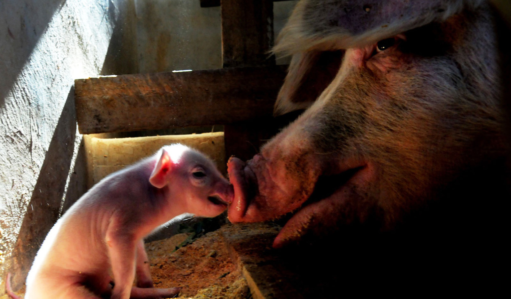 Свинья и поросенок