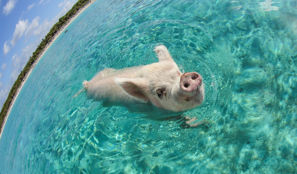 Свинья в море