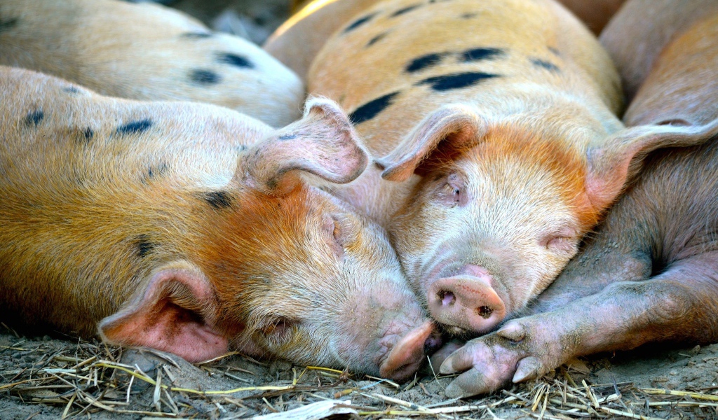 Свиньи спят в загоне