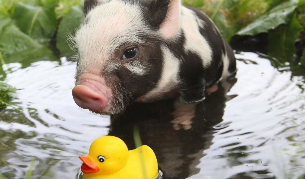 Вьетнамский поросенок играет в воде