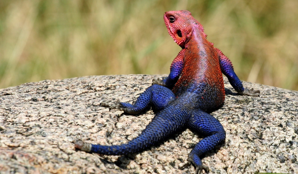 Ящерица с синим хвостом