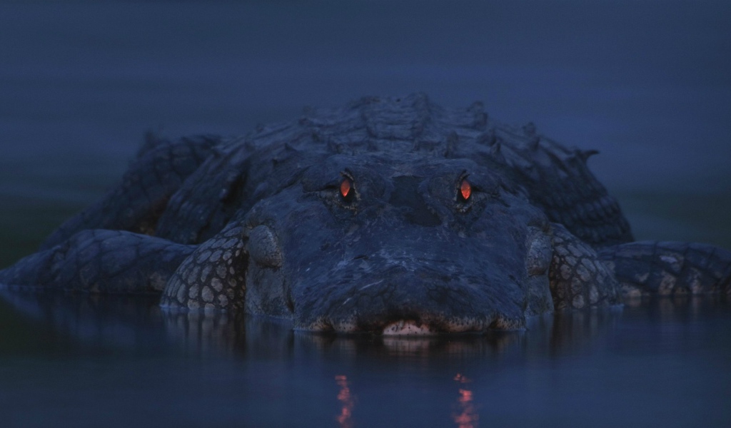 Аллигатор на берегу реки Мьякка