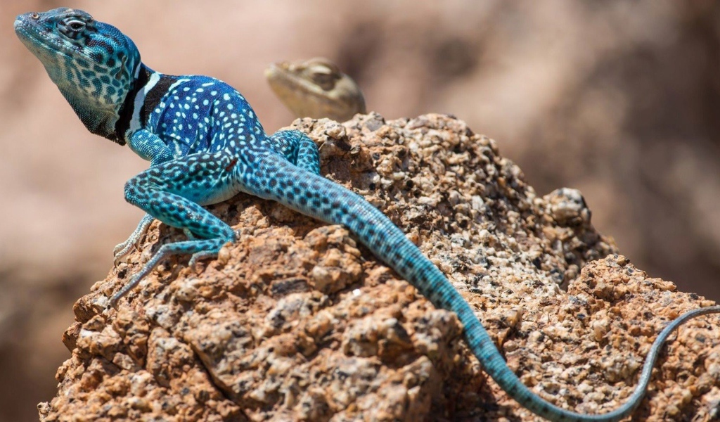 Голубая ящерица на камне