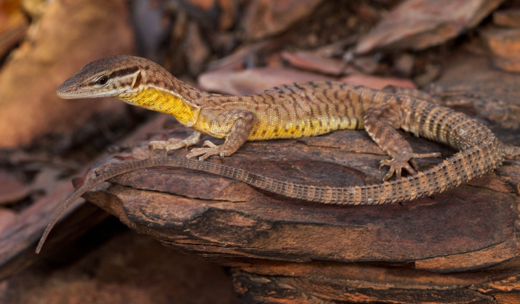 Коричневая ящерица на камне