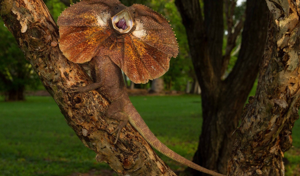 Ящерица с воротником на дереве