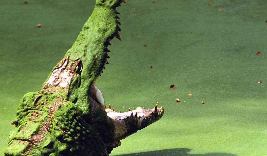 Крокодил на болоте