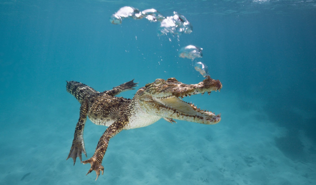 Крокодил плывет под водой