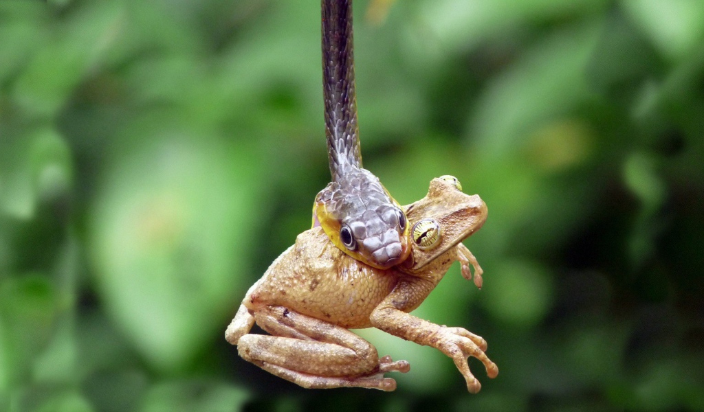 Лягушка стала добычей