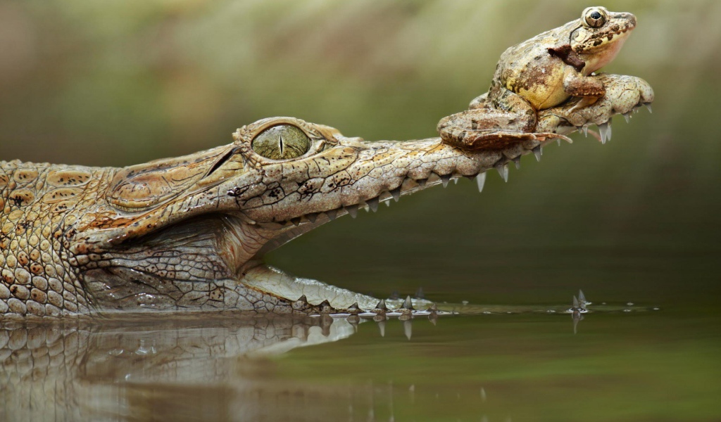 Лягушка на крокодиле