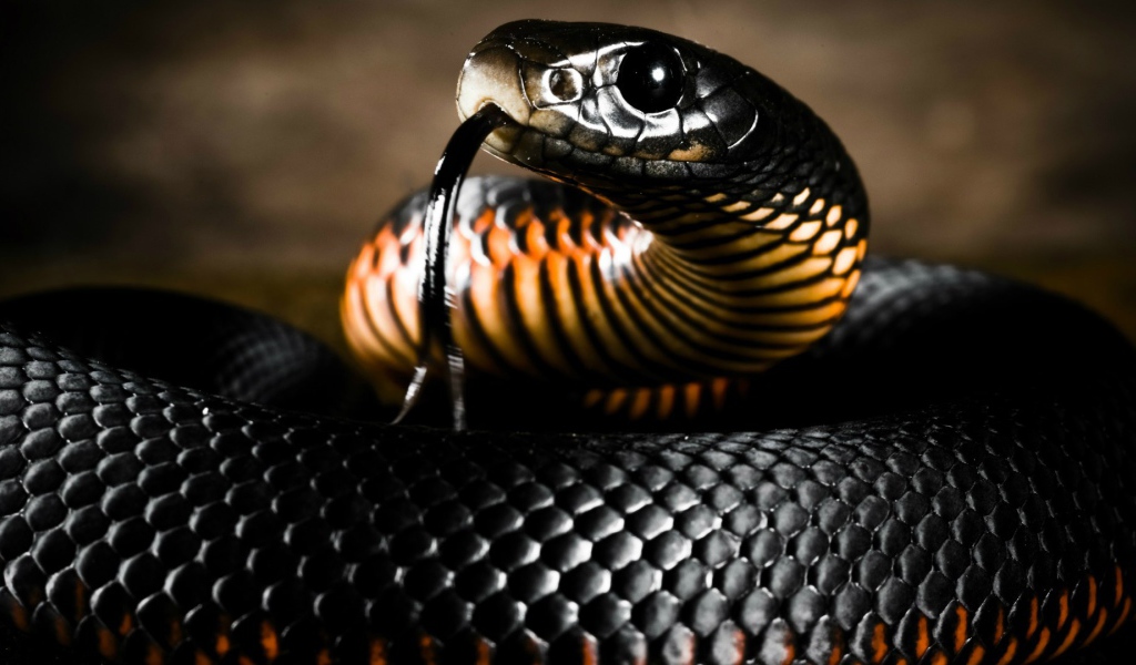 Черная блестящая змея